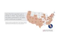 Highly contagious dog influenza confirmed in 33 states