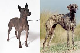 American Hairless Terreir and Sloughi