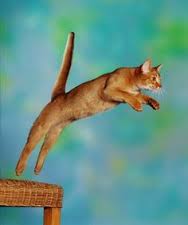 Abyssinian Cat Jumping