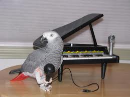 Bird with microphone and piano