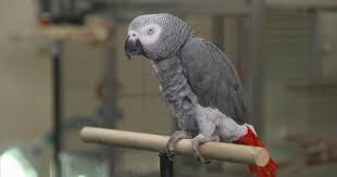 African Grey Parrot