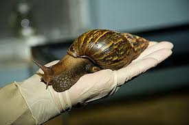 African land snail