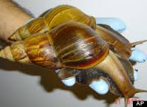 Giant African Land Snail