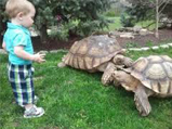 African Spurred Tortoises