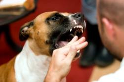 Dog biting hand