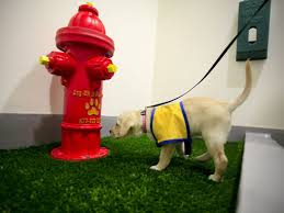 Dog potty at airport