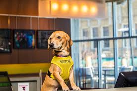 Dogs at the Aloft Hotel