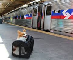 Dog on train platform