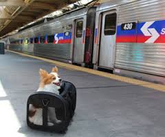 Dog on train platform