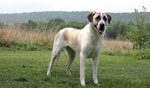 Anatolian Shepherd