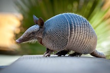 Armadillo