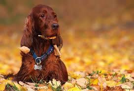 Dog in the Fall Leaves