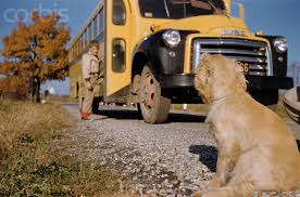 Dog Watching School Bus