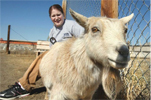 Pygmy Goat returned to petting zoo