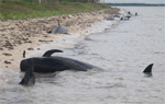 Beached Whales in Florida