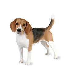 Beagle at ideal weight