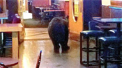 Bear in Lonigans Saloon Nightclub & Grill