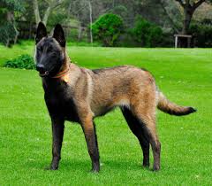 Belgian Malinois