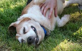 Dog Enjoying Belly Rub