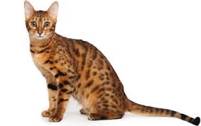 Bengal