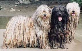 Bergamasco