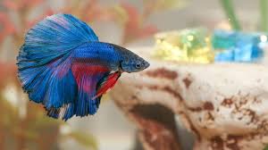 Betta Fish