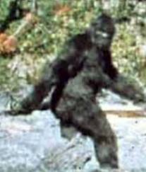 Bigfoot