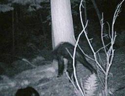 Image of Bigfoot