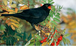 Blackbirds eating fermented berries