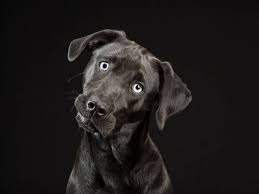 Black Dog photo