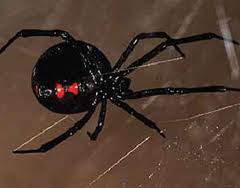 Black Widow Spider