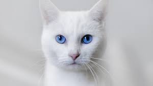 Blue Eyed Cat