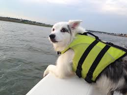 Dog on Boat