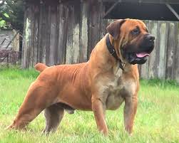 Boerboel