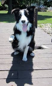 Border Collie