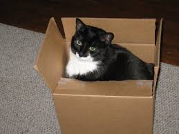 Cat in a Box