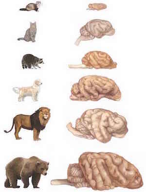 Brain Size Chart