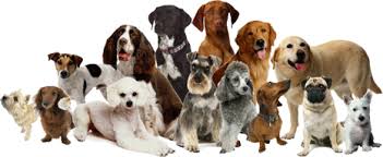 Dog Breeds