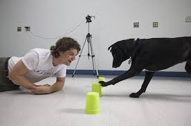 Dr. Brian Hare working with dog