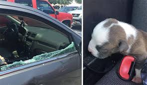 Puppy Removed from Car After Breaking Window