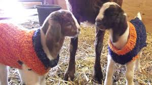 Baby Goats Wearing Bronco Sweaters