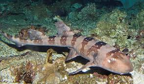 Brown Banded Shark