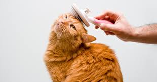 Cat Being Brushed