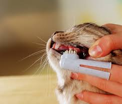 Brushing a Cat's Teeth