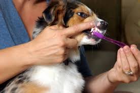 Brushing a Dog's Teeth