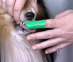 Brushing Dog's Teeth