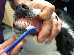 Brushing Dog's Teeth