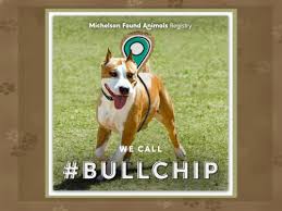 BullChip Logo Dog