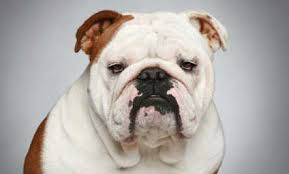 Bulldog