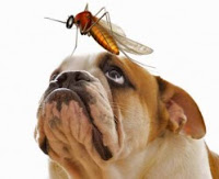 Bulldog with Mosquito on Nose